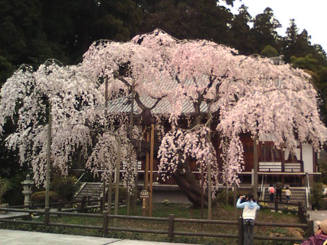 �܂邶��@�܂邶��@����܂���