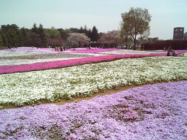 �܂邶��@�܂邶��@����܂���