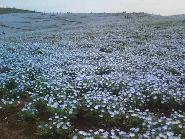 �܂邶��@�܂邶��@����܂���