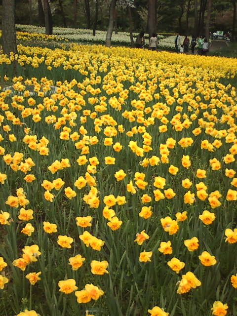 �܂邶��@�܂邶��@����܂���