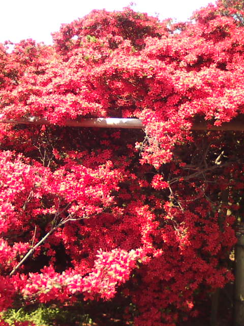 �܂邶��@�܂邶��@����܂���