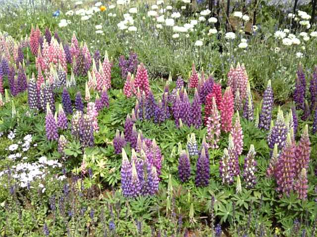 �܂邶��@�܂邶��@����܂���