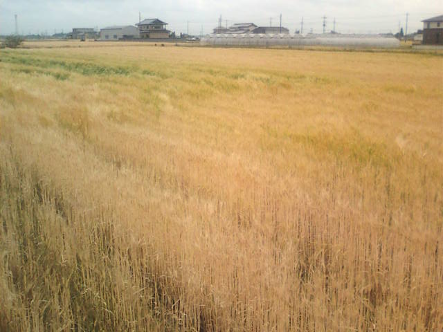 �܂邶��@�܂邶��@����܂���