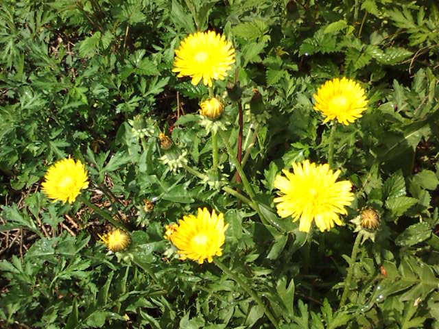 �܂邶��@�܂邶��@����܂���