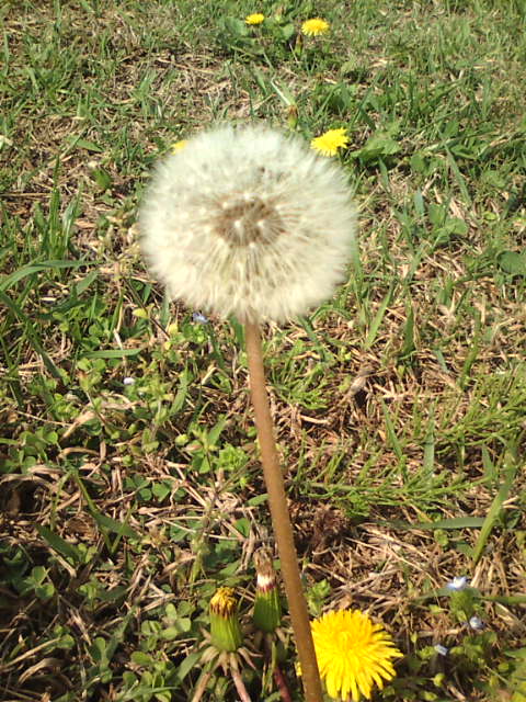 �܂邶��@�܂邶��@����܂���