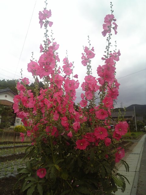 �܂邶��@�܂邶��@����܂���