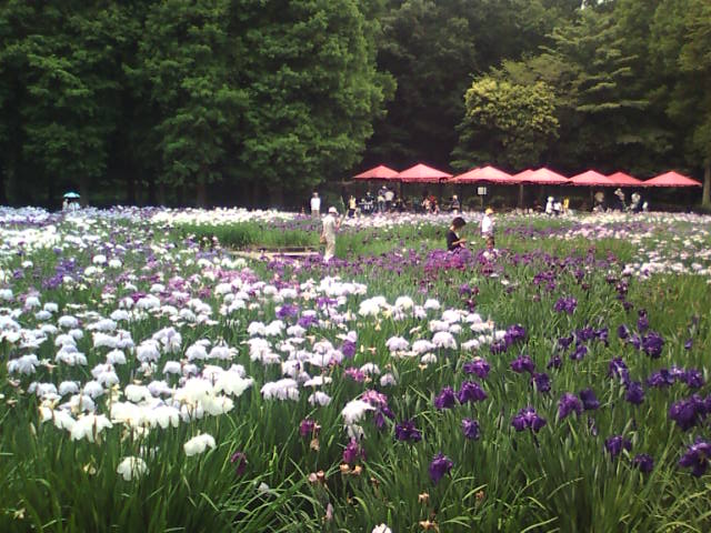 �܂邶��@�܂邶��@����܂���