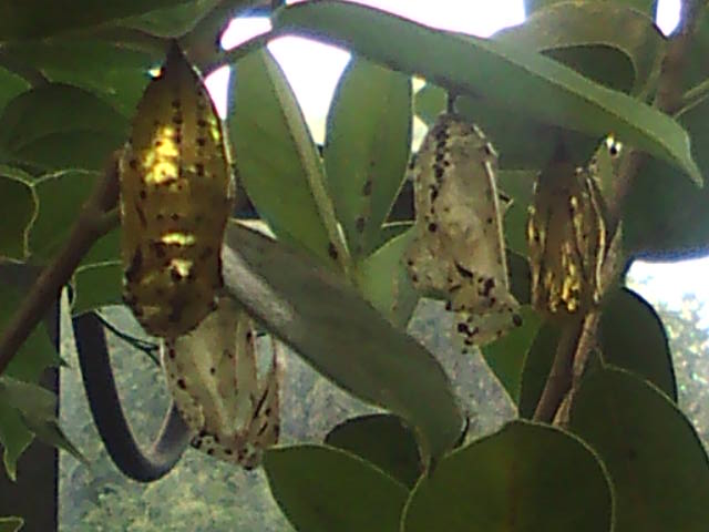 �܂邶��@�܂邶��@����܂���