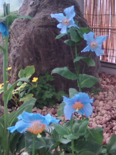 �܂邶��@�܂邶��@����܂���