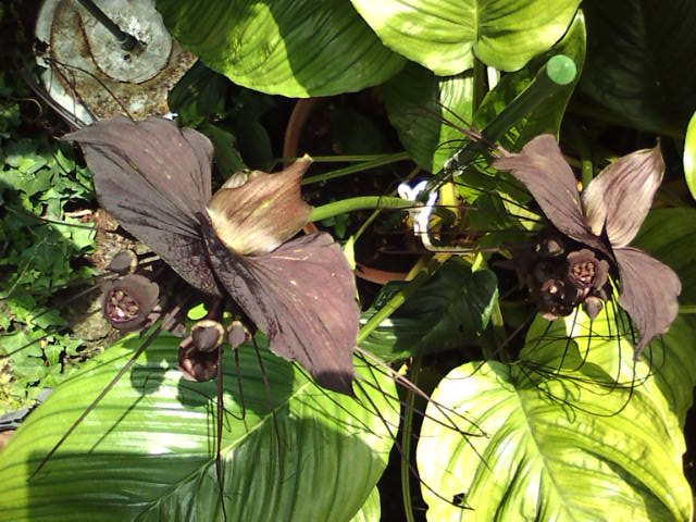 �܂邶��@�܂邶��@����܂���