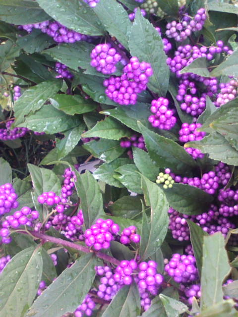 �܂邶��@�܂邶��@����܂���