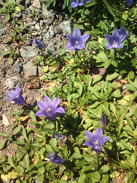 �܂邶��@�܂邶��@����܂���