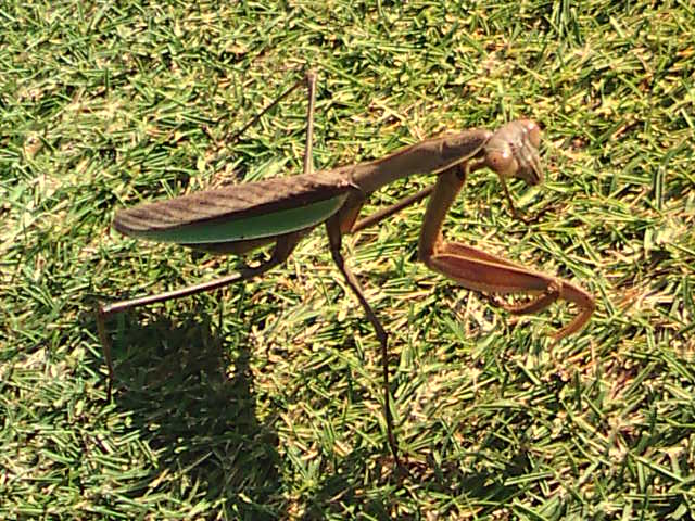 �܂邶��@�܂邶��@����܂���