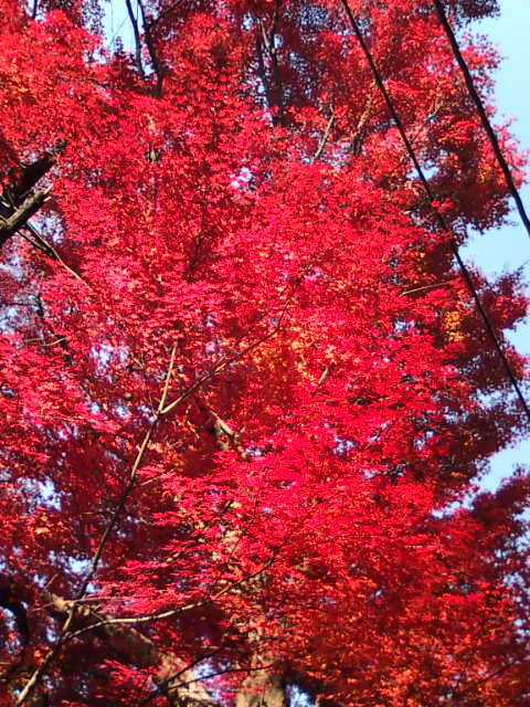 �܂邶��@�܂邶��@����܂���