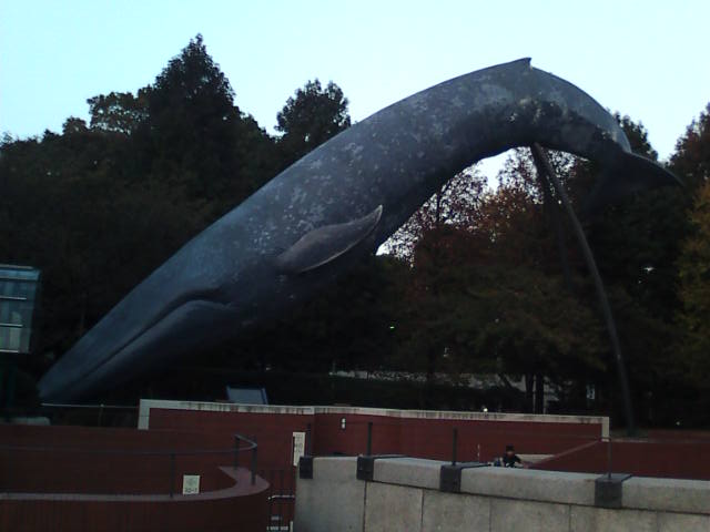 �܂邶��@�܂邶��@����܂���