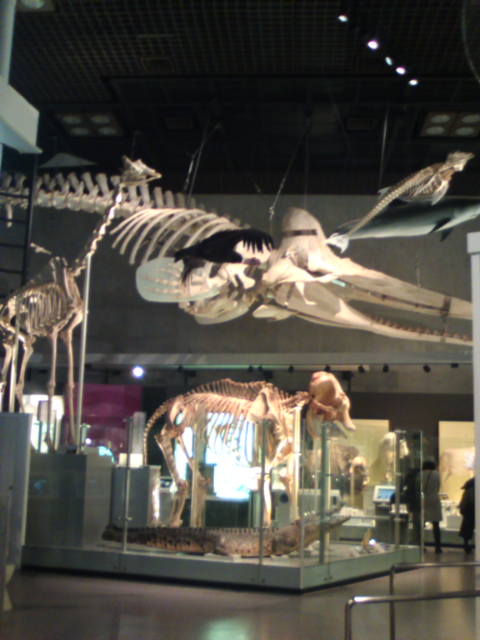 �܂邶��@�܂邶��@����܂���