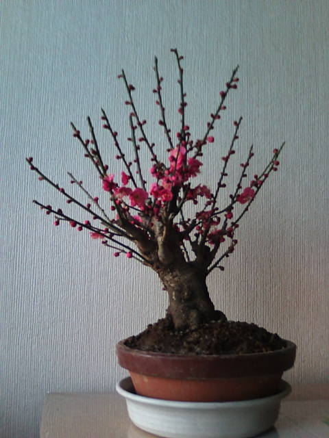 �܂邶��@�܂邶��@����܂���