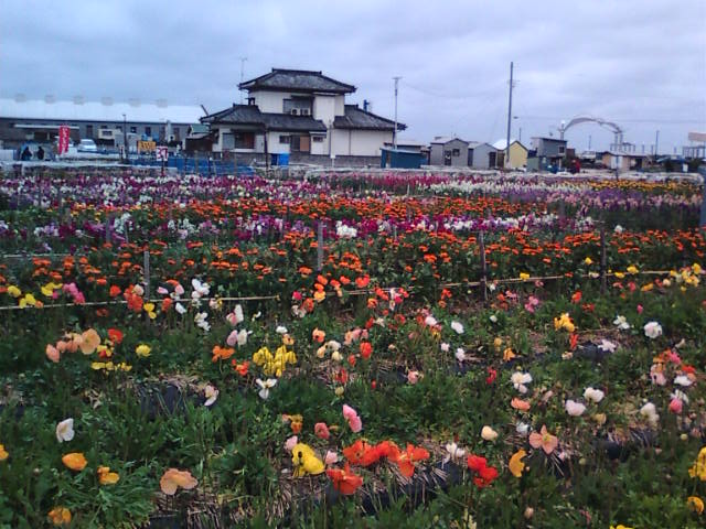 �܂邶��@�܂邶��@����܂���