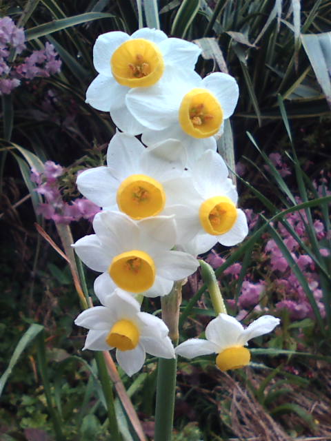 �܂邶��@�܂邶��@����܂���