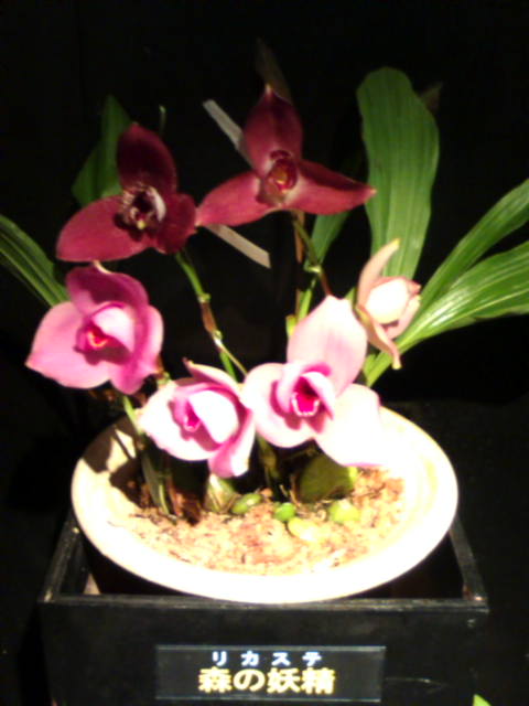 �܂邶��@�܂邶��@����܂���