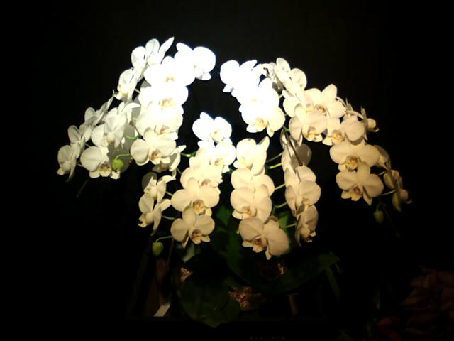 �܂邶��@�܂邶��@����܂���