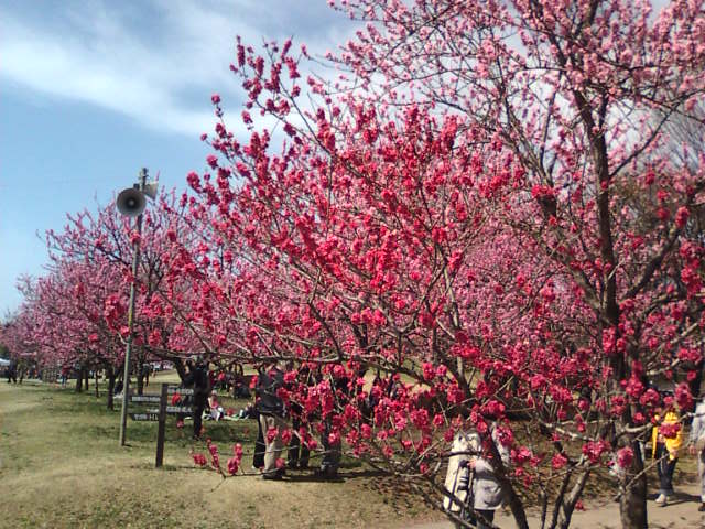 �܂邶��@�܂邶��@����܂���