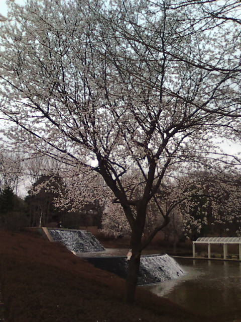 �܂邶��@�܂邶��@����܂���