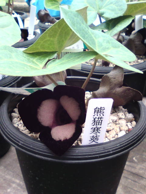 �܂邶��@�܂邶��@����܂���