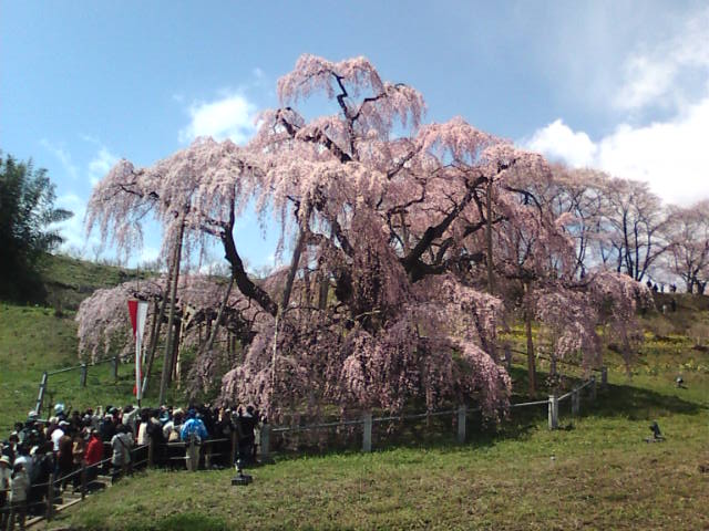 �܂邶��@�܂邶��@����܂���