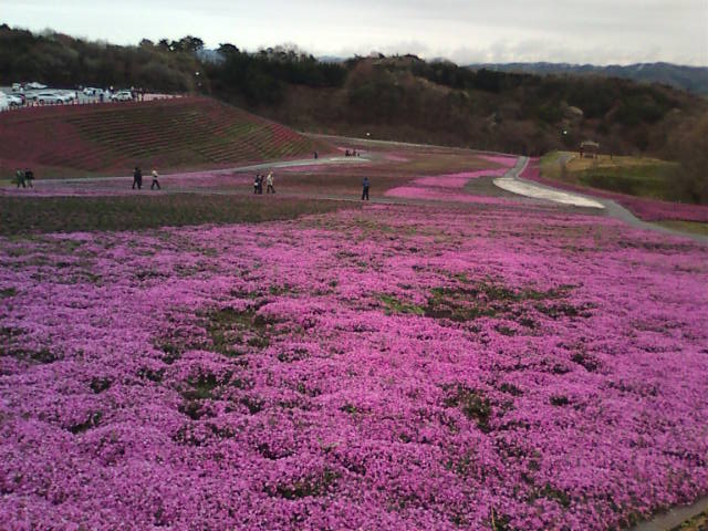 �܂邶��@�܂邶��@����܂���