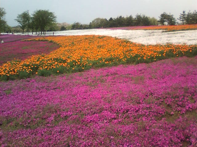 �܂邶��@�܂邶��@����܂���