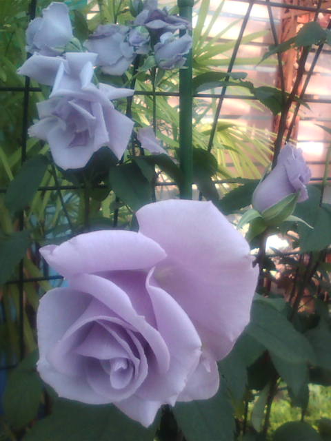 �܂邶��@�܂邶��@����܂���