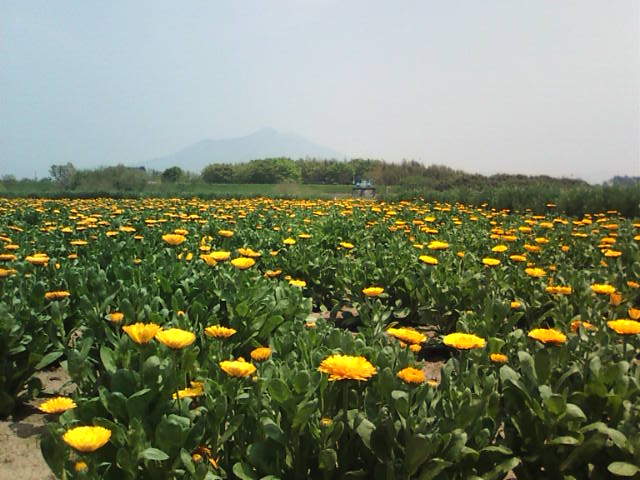 �܂邶��@�܂邶��@����܂���