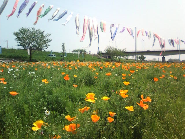 �܂邶��@�܂邶��@����܂���