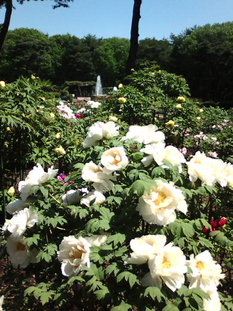 �܂邶��@�܂邶��@����܂���