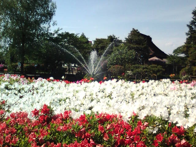 �܂邶��@�܂邶��@����܂���