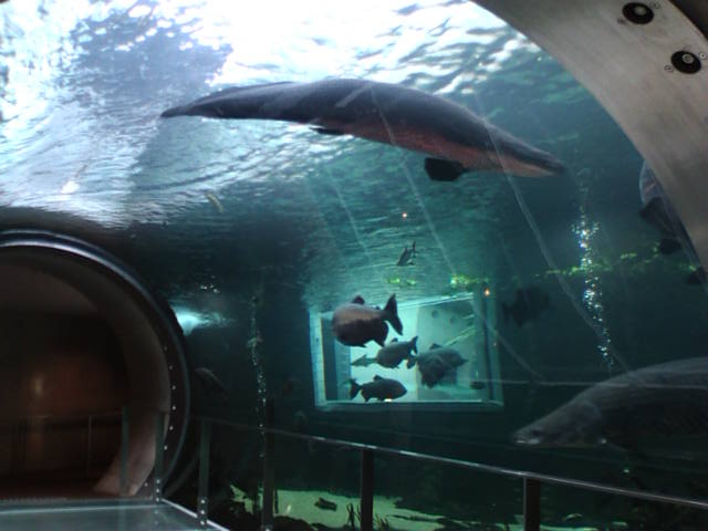 �܂邶��@�܂邶��@����܂���