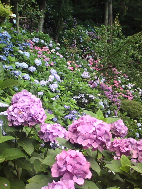 �܂邶��@�܂邶��@����܂���