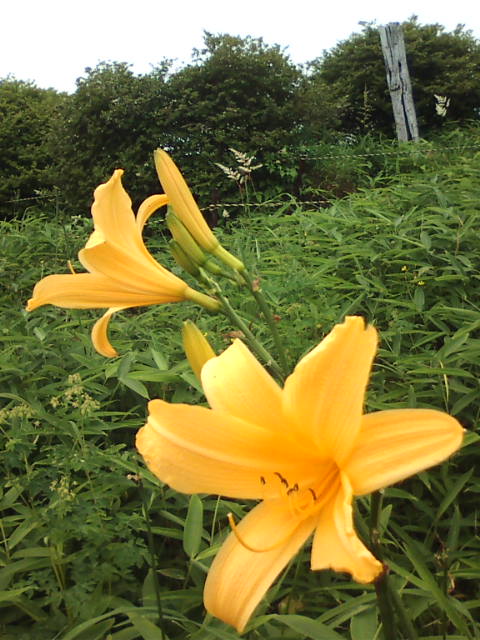 �܂邶��@�܂邶��@����܂���