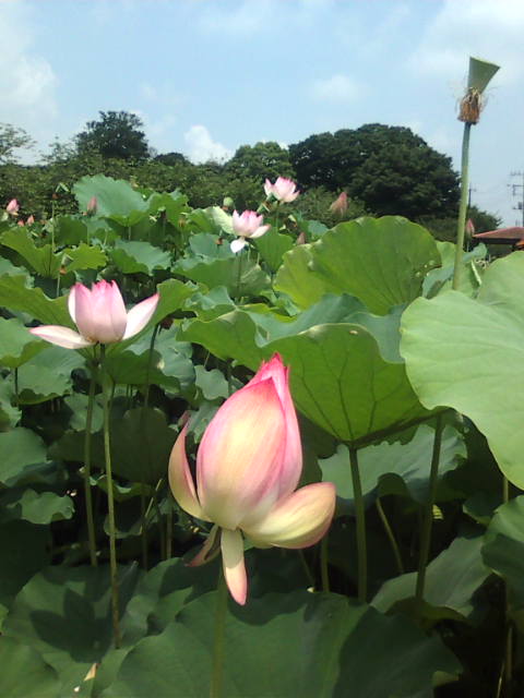 �܂邶��@�܂邶��@����܂���