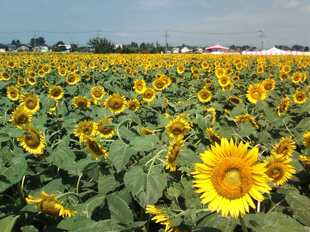 �܂邶��@�܂邶��@����܂���