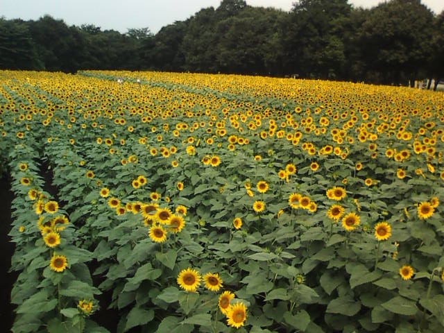 �܂邶��@�܂邶��@����܂���