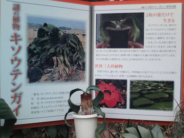 �܂邶��@�܂邶��@����܂���