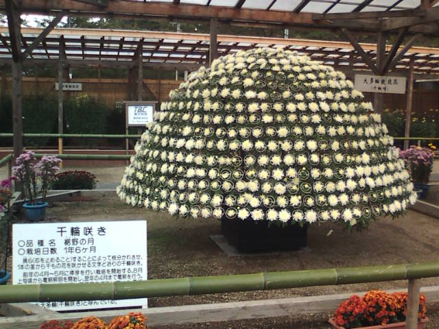 �܂邶��@�܂邶��@����܂���