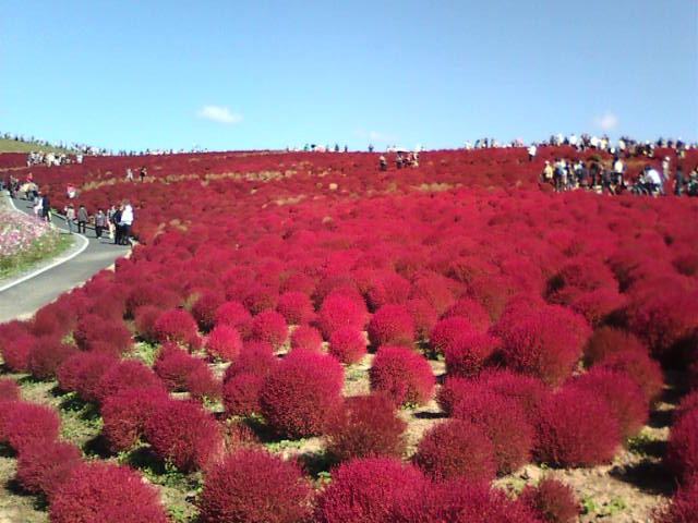 �܂邶��@�܂邶��@����܂���