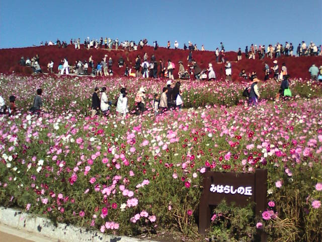 �܂邶��@�܂邶��@����܂���