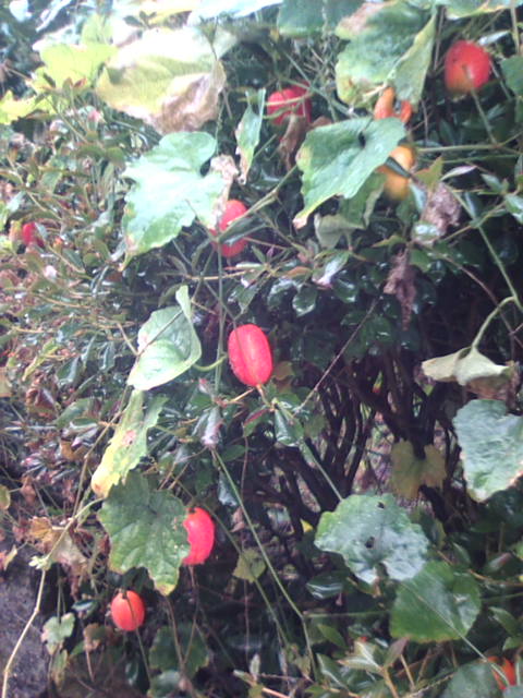 �܂邶��@�܂邶��@����܂���