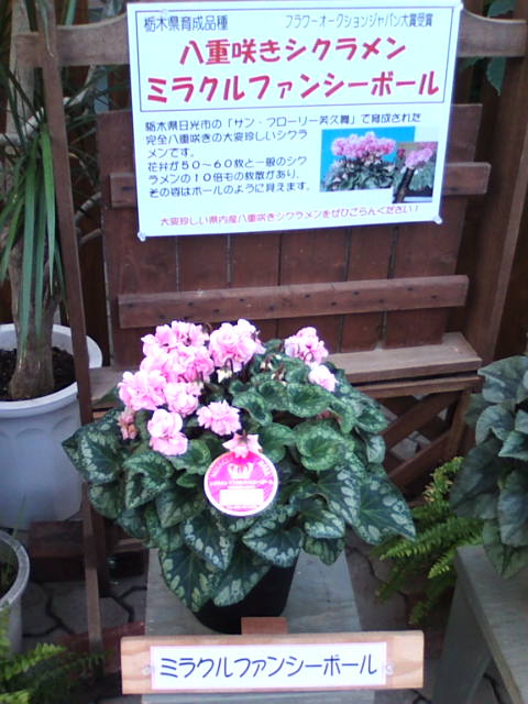 �܂邶��@�܂邶��@����܂���