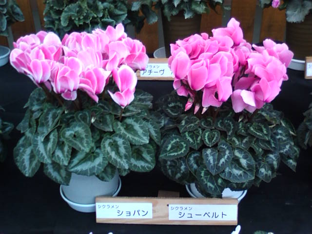 �܂邶��@�܂邶��@����܂���