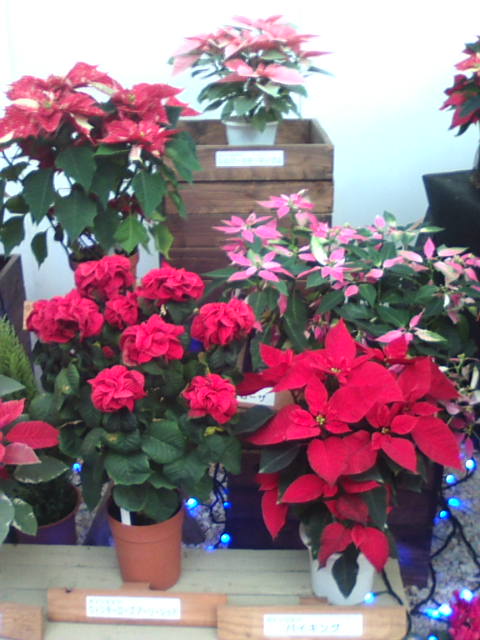 �܂邶��@�܂邶��@����܂���